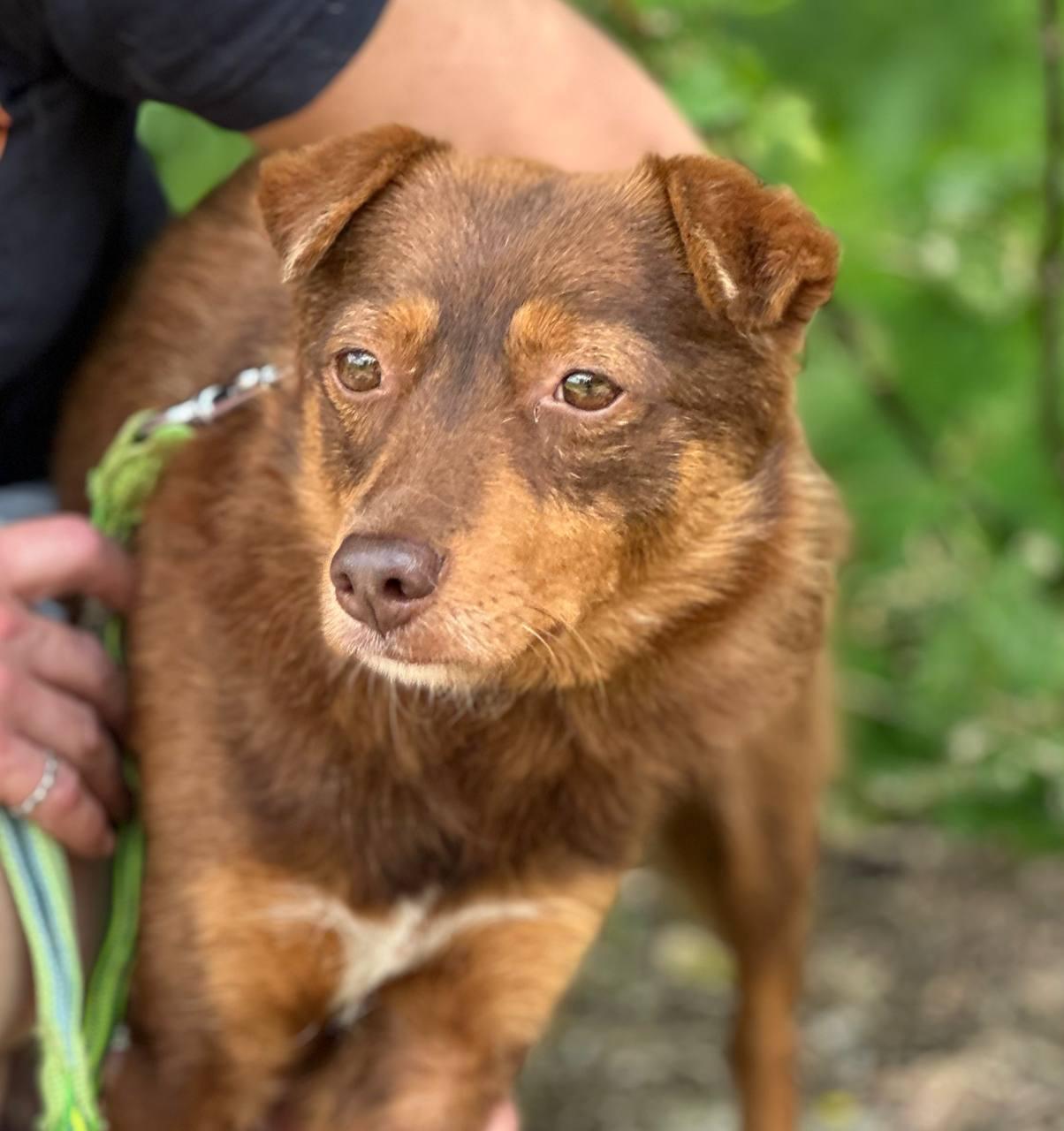 Chiens à adopter